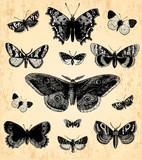 Papillons