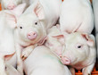 young piglet at pig farm