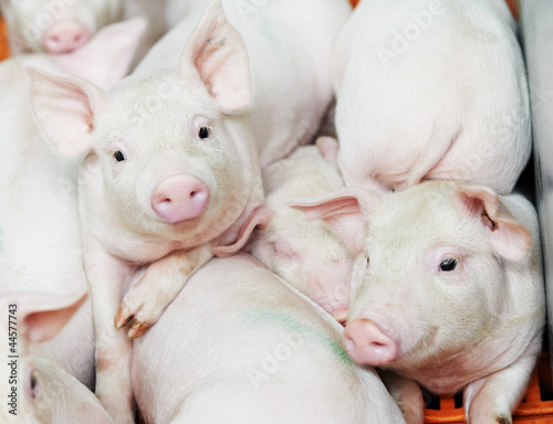 Photo: young piglet at pig farm young piglet at pig farm