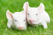 young piglet on green grass