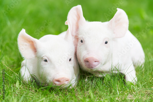 Foto: young piglet on green grass young piglet on green grass
