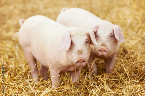 Photo: young piglet on hay at pig farm young piglet on hay at pig farm