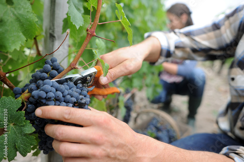 Photo: Winemakers in cellar using electronic tablet Winemakers in cellar using electronic tablet