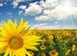 Summer sun over the sunflower field