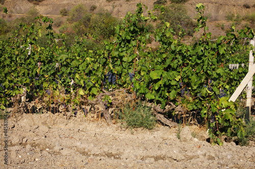 Photo: Vineyard in the Crimea Vineyard in the Crimea