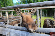 Photo: elk farm elk farm