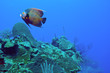 Foto: French angelfish and reef French angelfish and reef