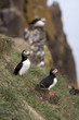 Puffin