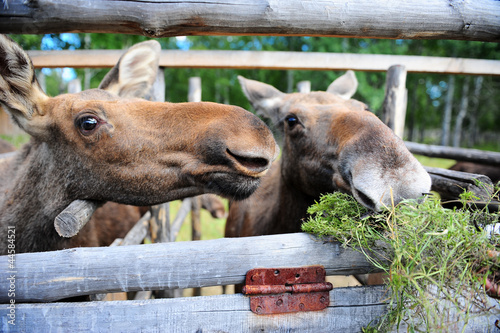 Photo: elk farm elk farm