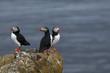 Puffin