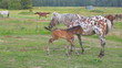 Small brown foal and spotty mare in a shelter
