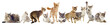 groupe de chats de race