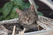 Katze auf kaputtem Stuhl