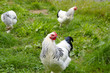 Free-range breeding