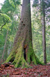Photo: old big tree in the forest old big tree in the forest
