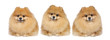 Pomeranian spitz in studio