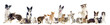 groupe de chiens et chats de race