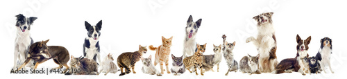 Photo: groupe de chiens et chats de race groupe de chiens et chats de race