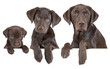 Dog growing stages