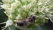bee pollinating onion