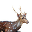 Spotted deer