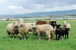 sheep in the meadow