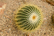 Foto: parodia claviceps parodia claviceps