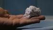 shaving cream hand close up