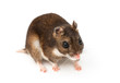 Eversmann's hamster