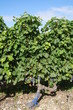 Red grapes growing in a vineyard