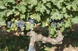 Red grapes growing in a vineyard