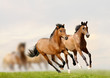 horses in sunset