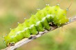 Big Moth Caterpillar Big Moth Caterpillar