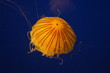 Orange Jellyfish