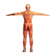 human-anatomy-male © fapa