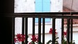Video: red flowers, blue shutter and black birds red flowers, blue shutter and black birds