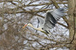 Graureiher ( Ardea cinerea)
