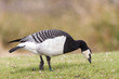Weißwangengans (Branta leucopsis)