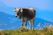 Kuh im Gebirge