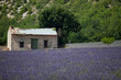 casolare nel campo di lavanda
