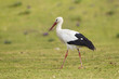Weißstorch (Ciconia ciconia)