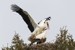 Weißstorch (Ciconia ciconia)