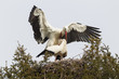 Weißstorch (Ciconia ciconia)
