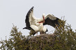 Weißstorch (Ciconia ciconia)