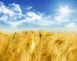 Cornfield