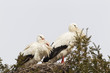 Weißstorch (Ciconia ciconia)