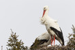 Weißstorch (Ciconia ciconia)