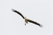 Weißstorch (Ciconia ciconia)