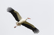 Weißstorch (Ciconia ciconia)