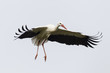 Weißstorch (Ciconia ciconia)